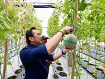 Ibas Dukung Pengembangan Agrowisata dan Kemandirian Melon di Magetan