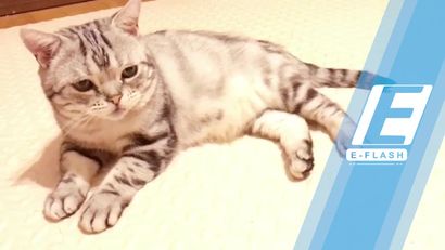 Kenalan dengan Luhu si Kucing Berwajah Sedih