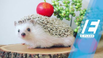 Imutnya Azuki, Landak Mungil yang Ngetop di Instagram