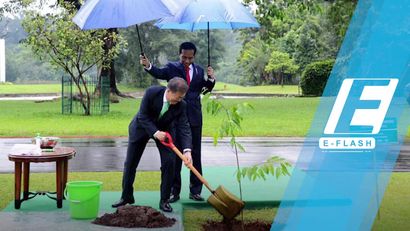 Payungi Presiden Korsel saat Tanam Pohon, Jokowi Banjir Pujian