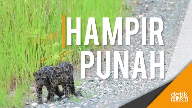 Macan Dahan Langka Tertangkap Kamera di Kalimantan