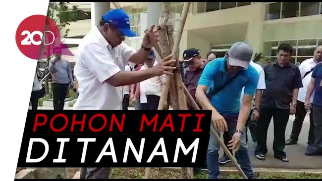 Pemprov DKI Tanam BANGKAI Pohon di Wisma Atlet, Menteri PUPR Geleng-Geleng Kepala Terpaksa Lakukan Ini Pemprov DKI Tanam BANGKAI Pohon di Wisma Atlet, Menteri PUPR Geleng-Geleng Kepala Terpaksa Lakukan Ini
