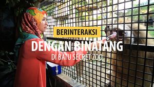 Berinteraksi dengan Binatang di Batu Secret Zoo