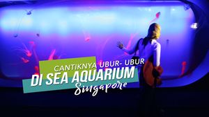 Melihat Dari Dekat Cantiknya Ubur-ubur di Sea Aquarium Singapura