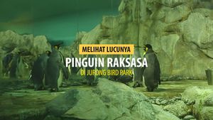 Lucunya Penguin Raksasa di Jurong Bird Park