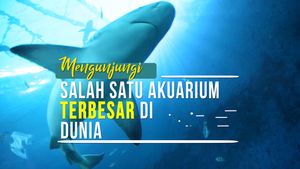 Mengunjungi Salah Satu Akuarium Terbesar di Dunia