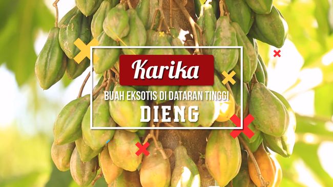 Terjemahan Teks The Golden Star Fruit Tree Berbagai Teks Terjemahan Teks The Golden Star Fruit Tree Berbagai Teks