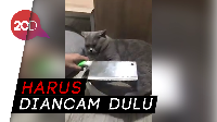 Cara Jitu Jinakkan Kucing Agar Mau Dipotong Kukunya