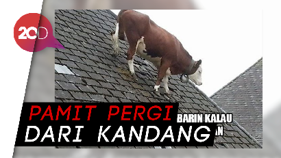 Siap-siap Ngakak! Deretan Meme Kocak Hewan Kurban