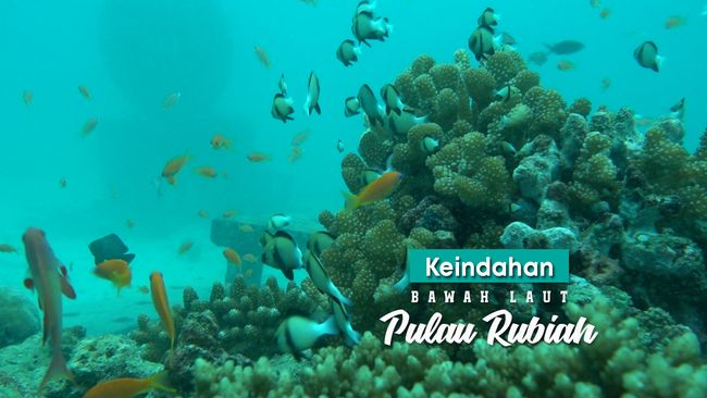 Keindahan Bawah Laut Pulau Rubiah Keindahan Bawah Laut Pulau Rubiah