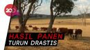 Cuaca Panas Ekstrim, Petani Australia Menjerit Cuaca Panas Ekstrim, Petani Australia Menjerit