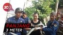 Ular Sanca Gegerkan Warga Kepulauan Seribu Ular Sanca Gegerkan Warga Kepulauan Seribu