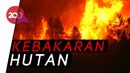 California Terbakar Hebat, Warga Enggan Dievakuasi California Terbakar Hebat, Warga Enggan Dievakuasi