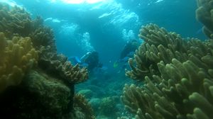 Menjelajahi Pesona Alam Bumi Wakatobi