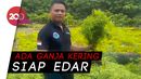 Giliran Ladang Ganja di Aceh Besar Dimusnahkan Polisi! Giliran Ladang Ganja di Aceh Besar Dimusnahkan Polisi!