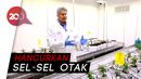 Kini Dilegalkan di Kanada, Apa Dampak Ganja untuk Kesehatan? Kini Dilegalkan di Kanada, Apa Dampak Ganja untuk Kesehatan?
