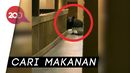 Beruang Lapar Merangsek Masuk ke Hotel di AS Beruang Lapar Merangsek Masuk ke Hotel di AS