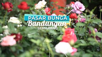 Di Sini Tempat Mencari Tanaman Hias Di Semarang