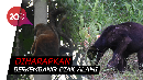 Kukang hingga Beruang Madu Dilepasliarkan di Riau Kukang hingga Beruang Madu Dilepasliarkan di Riau
