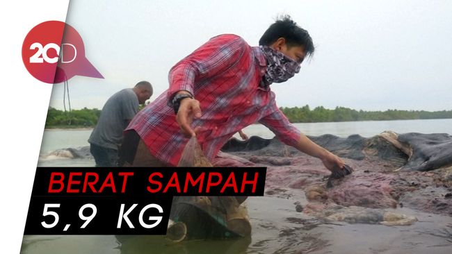 Miris! Isi Perut Bangkai Paus Ini Dipenuhi Sampah