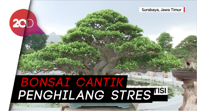 Seharga Rumah Mewah Ini Wujud Bonsai Beringin Berumur 100 Tahun