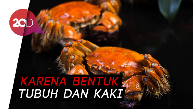 Bahasa Anak Jaksel: Kenapa The Crab Jalannya Is Miring?