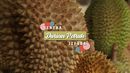 Berburu Durian di Sentra Durian Petruk, Jepara Berburu Durian di Sentra Durian Petruk, Jepara