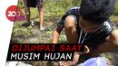 Isi Liburan, Anak-anak di Ponorogo Berburu Entung Isi Liburan, Anak-anak di Ponorogo Berburu Entung