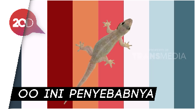 Lagu Cicak Diciptakan Siapa Sih