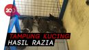 Puskeswan Ragunan, Oase Kucing Liar di Jakarta Puskeswan Ragunan, Oase Kucing Liar di Jakarta