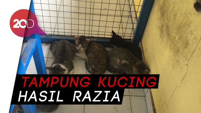 Artikel Biaya Vaksin Kucing Di Rumah Sakit Hewan Ragunan Hbs Blog Hakana Borneo Sejahtera