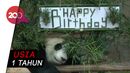 Lucunya Panda di Malaysia Rayakan Ulang Tahun Lucunya Panda di Malaysia Rayakan Ulang Tahun