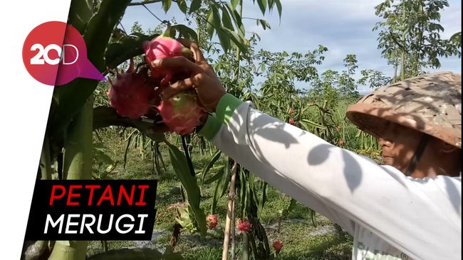 Buah Naga Dibuang ke Sungai dan Jadi Pakan Sapi karena Harga Anjlok?