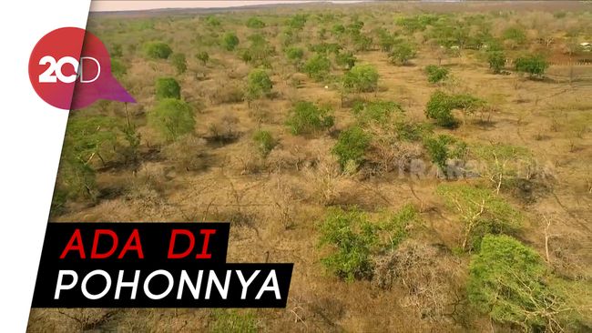 Hayo Apa Bedanya Savana Dengan Sabana