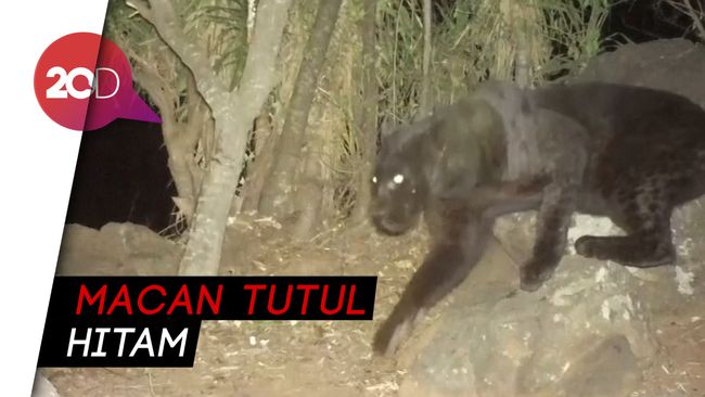 830 Koleksi Gambar Hewan Black Panther Gratis Terbaik