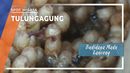 Budidaya Madu Lanceng Tulungagung Budidaya Madu Lanceng Tulungagung