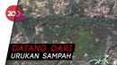 Gerombolan Ulat Gonggok Serang Rumah Warga Ragunan Gerombolan Ulat Gonggok Serang Rumah Warga Ragunan