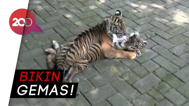 Lucu  2 Bayi Harimau  Sapa Pengunjung Maharani Zoo