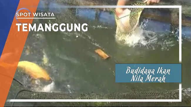 Budidaya Ikan Nila Merah dengan Keramba Temanggung Jawa 