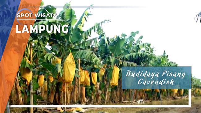 Budidaya Pisang  Cavendish Lampung  Timur