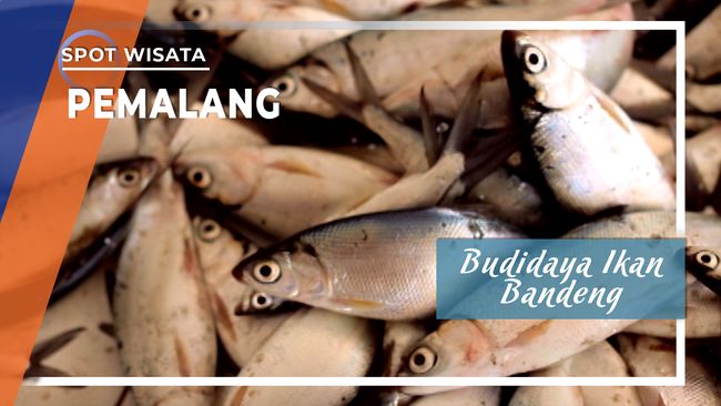 Budidaya Ikan Bandeng Pemalang Jawa Tengah
