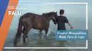 Mompadiu Jara, Tradisi Memandikan Kuda Pacu di Pantai Teluk Palu Mompadiu Jara, Tradisi Memandikan Kuda Pacu di Pantai Teluk Palu
