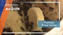Budidaya Semut Jepang, Madiun Budidaya Semut Jepang, Madiun