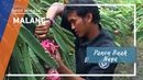 Panen Buah Naga, Malang Panen Buah Naga, Malang