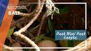 Buah Wani Buah Langka, Bali Buah Wani Buah Langka, Bali