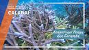 Konservasi Penyu dan Terumbu Karang Laut Calabai di Sumbawa Konservasi Penyu dan Terumbu Karang Laut Calabai di Sumbawa