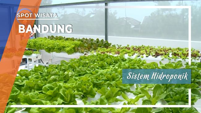 Bandung Jawa Barat Hidroponik Bercocok Tanam Perkotaan