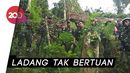 TNI Temukan Ladang Ganja di Perbatasan Papua Nugini TNI Temukan Ladang Ganja di Perbatasan Papua Nugini