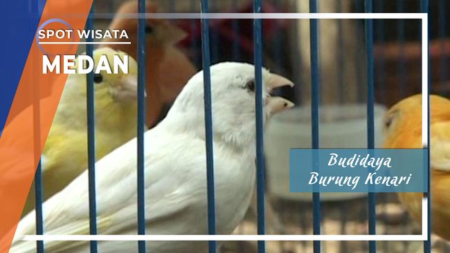 Budidaya Burung Kenari Medan