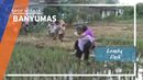 Lomba Tradisional Desa Bobosan Purwokerto Lomba Tradisional Desa Bobosan Purwokerto
